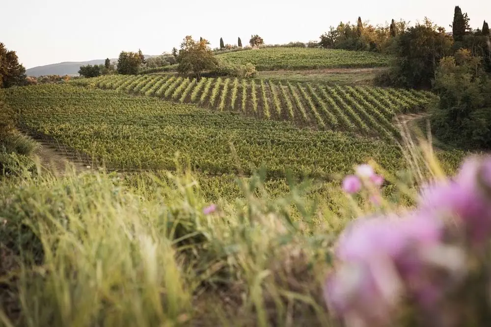 vigne chientima colli pisani tuscany